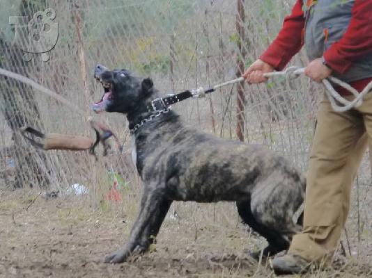 PoulaTo: PRESA CANARIO